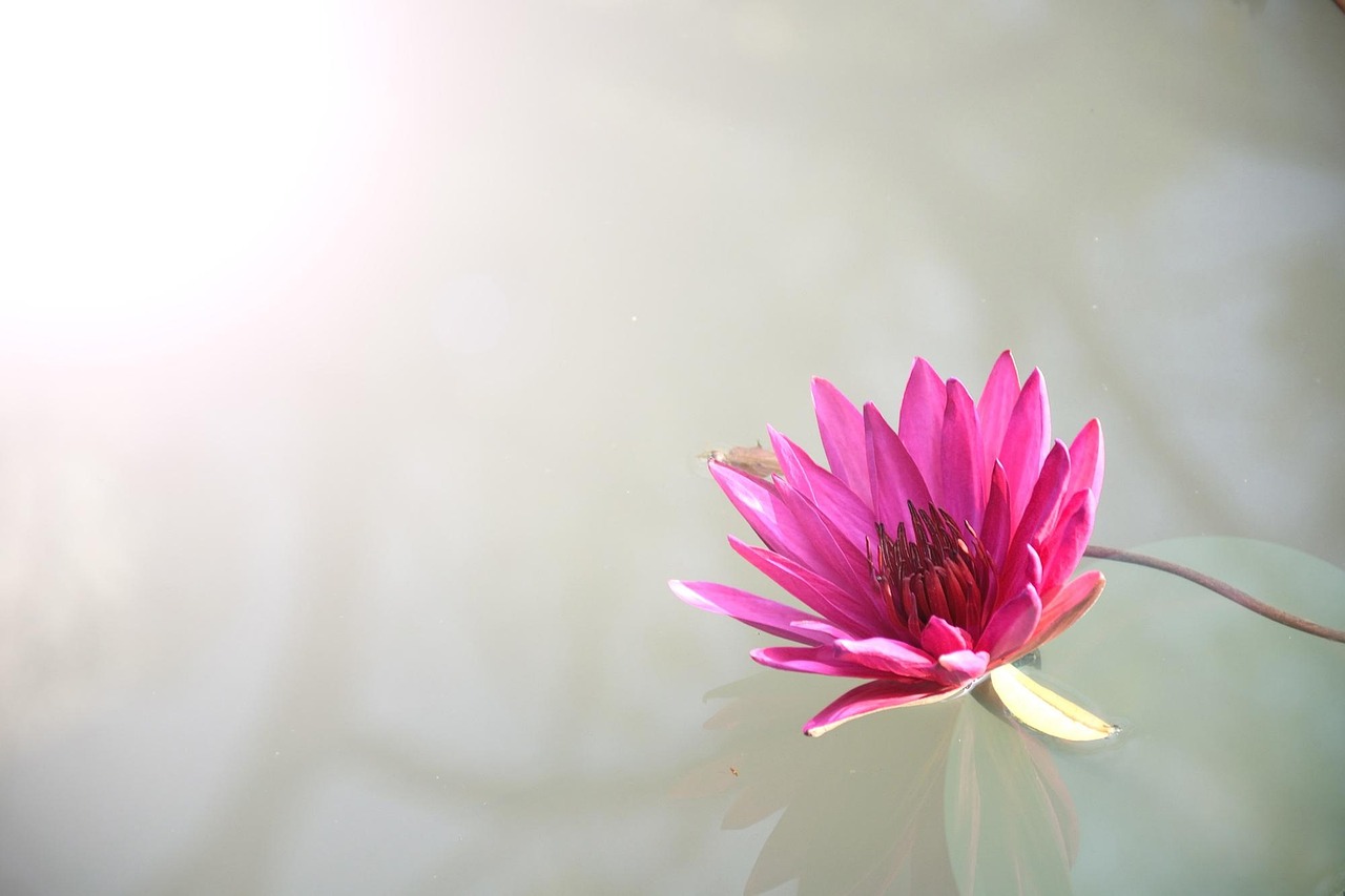 Exclusive Lotus365 Login: Step-by-Step Guide for India (2027)